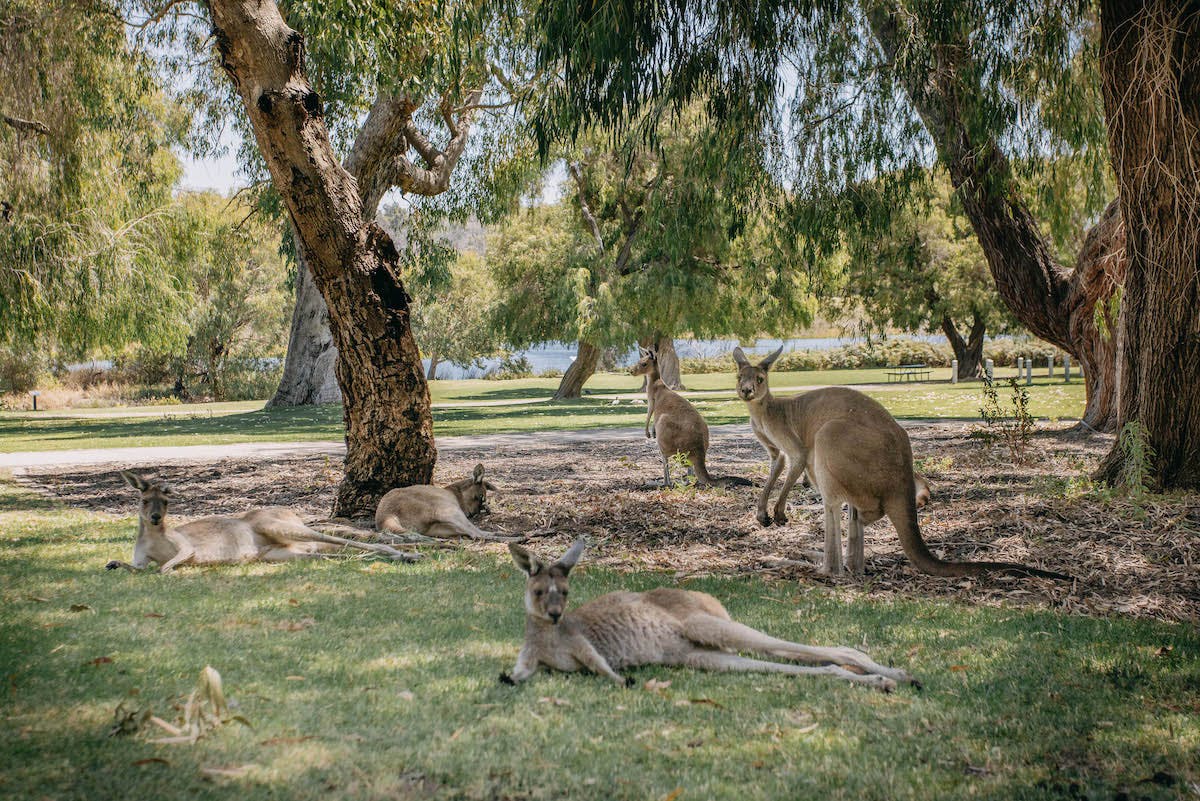 Best spots for wildlife encounters around Perth